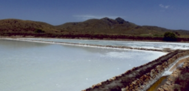 En la costa española hay numerosas zonas de alimentación de aves