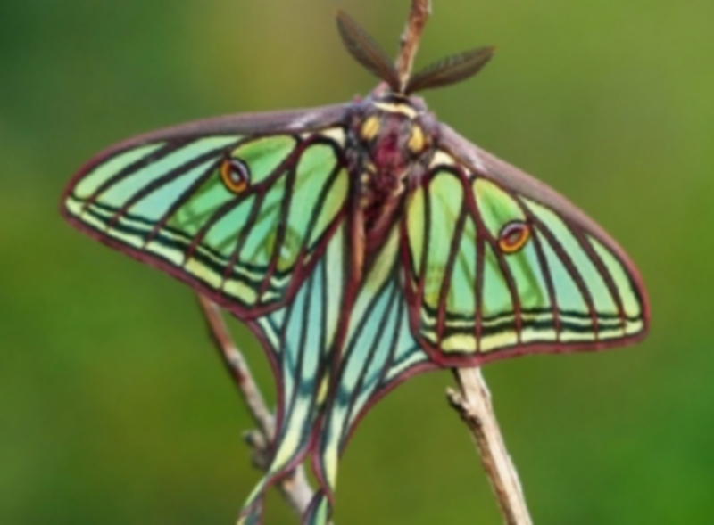 Científicos británicos examinan mariposas para dar mayor provecho a la energía solar 1 Los investigadores han estudiado las posiciones que adoptan las mariposas. / EFE