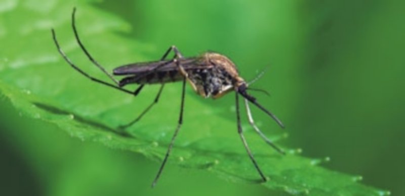 El caso de un paciente infectado por chikunguña a través de una picadura de mosquito tigre en la Comunidad Valenciana incrementa la vigilancia sobre el insecto. / EP