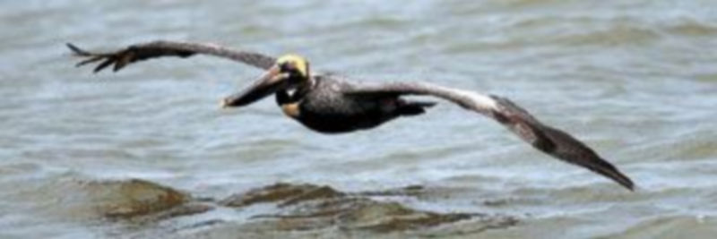 Un pelícano sobrevuela la zona afectada por el vertido de crudo