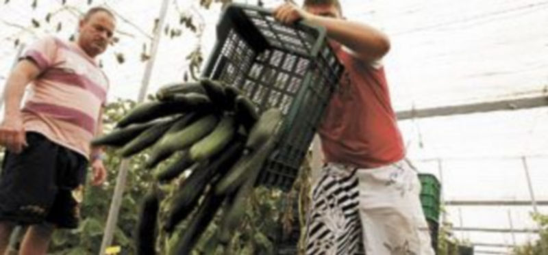Los pepinos españoles están fuera de toda alerta alimentaria