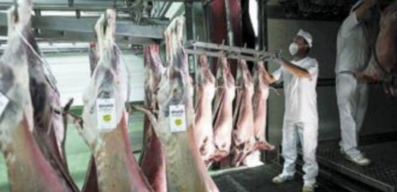 Imagen de archivo de lechazos con la marca Tierra de Sabor recién sacrificados en un matadero de la Comunidad. / Ical