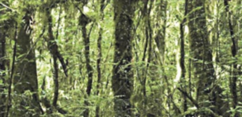 En 1990 el mundo contaba con 4.128 millones de hectáreas y hoy con 3.999 . / EFE