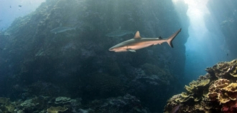 Un tiburón nada junto a otros escualos en busca de comida junto a un arrecife que roza la superficie del agua. / Europa Press