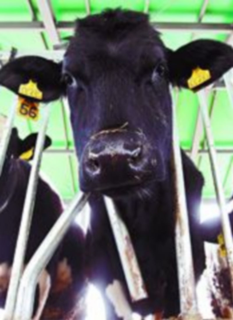 España tiene un límite de 6