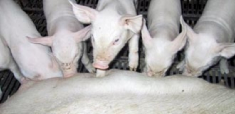 Los cochinillos han bajado su valor tras haber permanecido varias semanas en alza continuada por el buen consumo. / F. D.