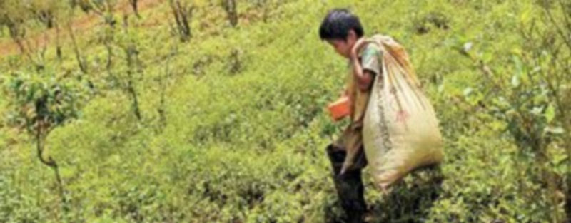 Un niño participa en las faenas de cosecha de la hoja de coca en el Valle del Mozón