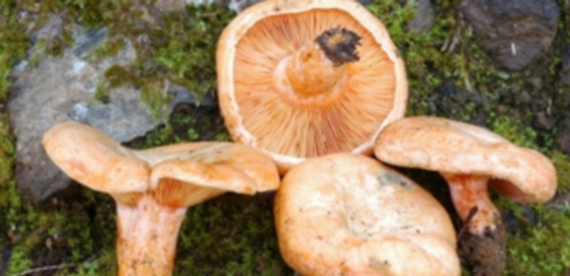 La humedad y las temperaturas no muy bajas son las condiciones óptimas para que salgan las setas. / Europa Press