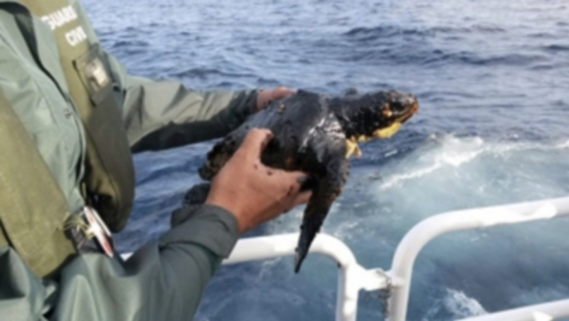 Una tortuga boba impregnada con hidrocarburos es rescatada por la Guardia Civil en las aguas próximas al hundimiento del buque