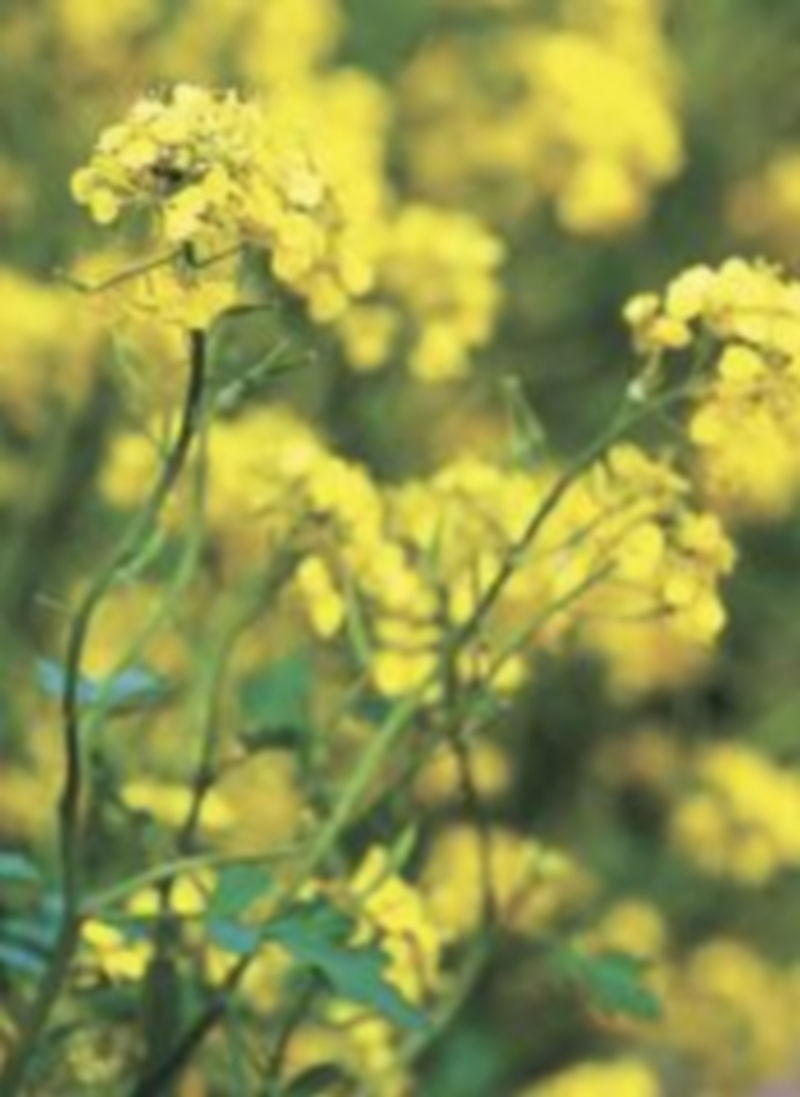 La luz es esencial para el proceso de brotación de las flores. / Yoli Lancha.