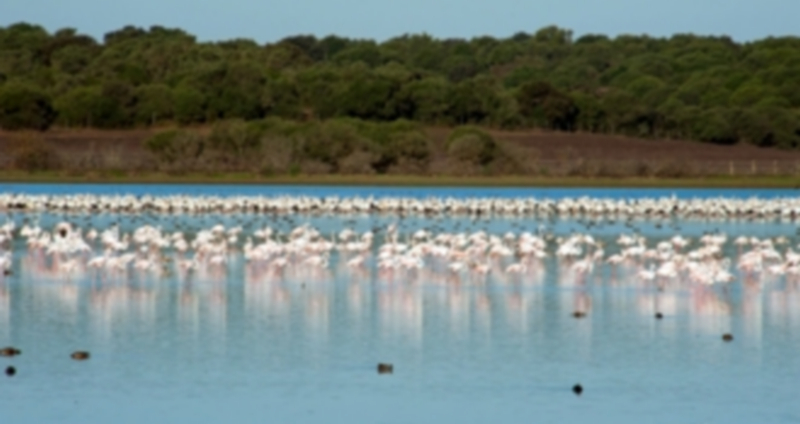 La organización pide a la Unesco que no retire la calificación de ‘espacio protegido en peligro’. / Europa Press