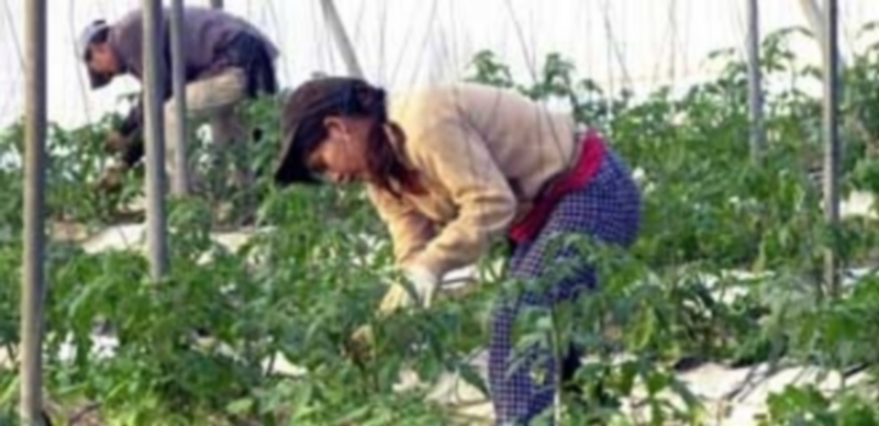 Detenidas nueve personas en Murcia por explotación laboral a extranjeros 1 Los empleados no tenían contrato