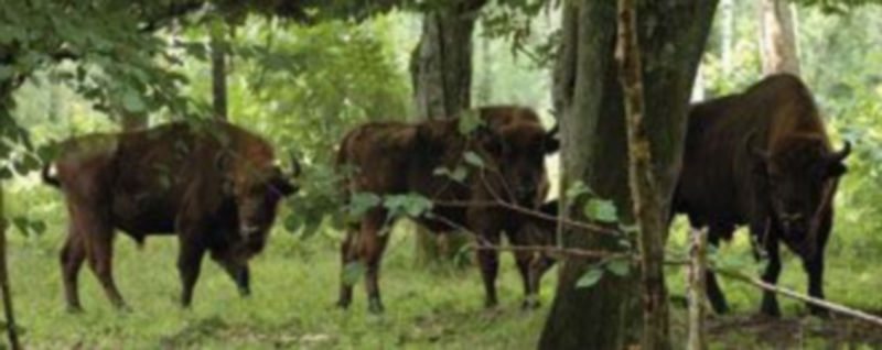 La primera reserva nacional de bisontes europeos se encuentra en la localidad palentina de San Cebrián de Mudá. / ical
