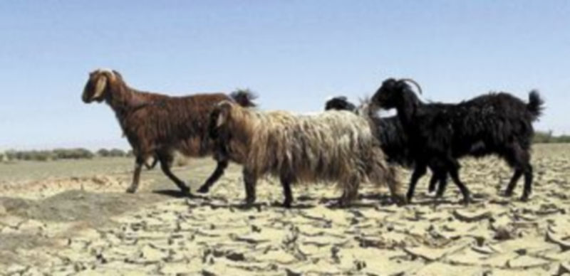 Terreno asolado por la sequía en la provincia de Balochistán (Pakistán). / Agencias