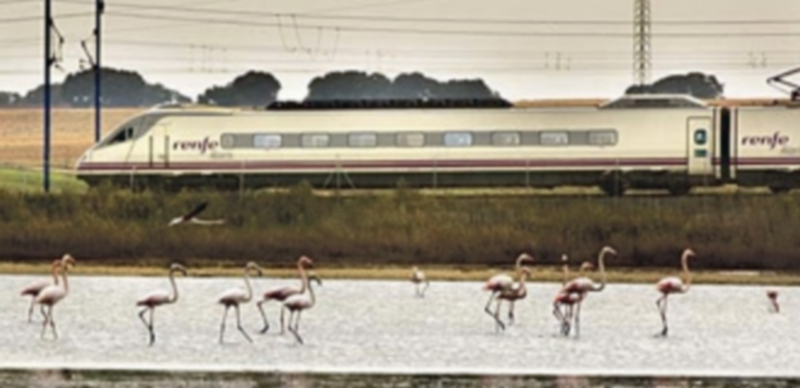 Un Alaris S 409 pasa junto a unos humedales sin causar la más mínima molestia a un grupo de flamencos. / Renfe