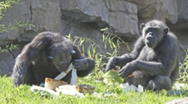 Una pareja de chimpancé juega entre la maleza mientras toma el sol en el zoológico de Valencia. / Europa Press
