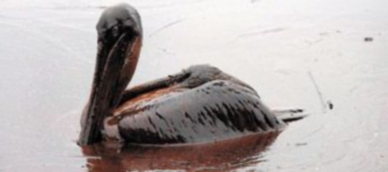 Un pelícano cubierto por el petróleo del vertido