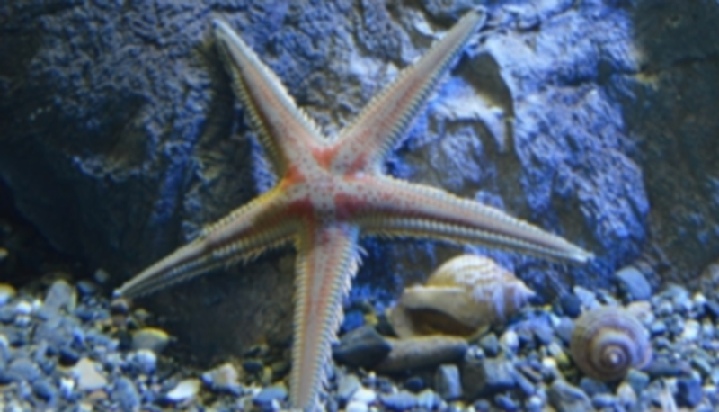 Más de 660 especies marinas