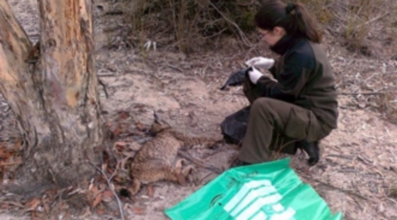 Una agente forestal de Andalucía prepara la recogida del cadáver de un felino protegido. / Europa Press.