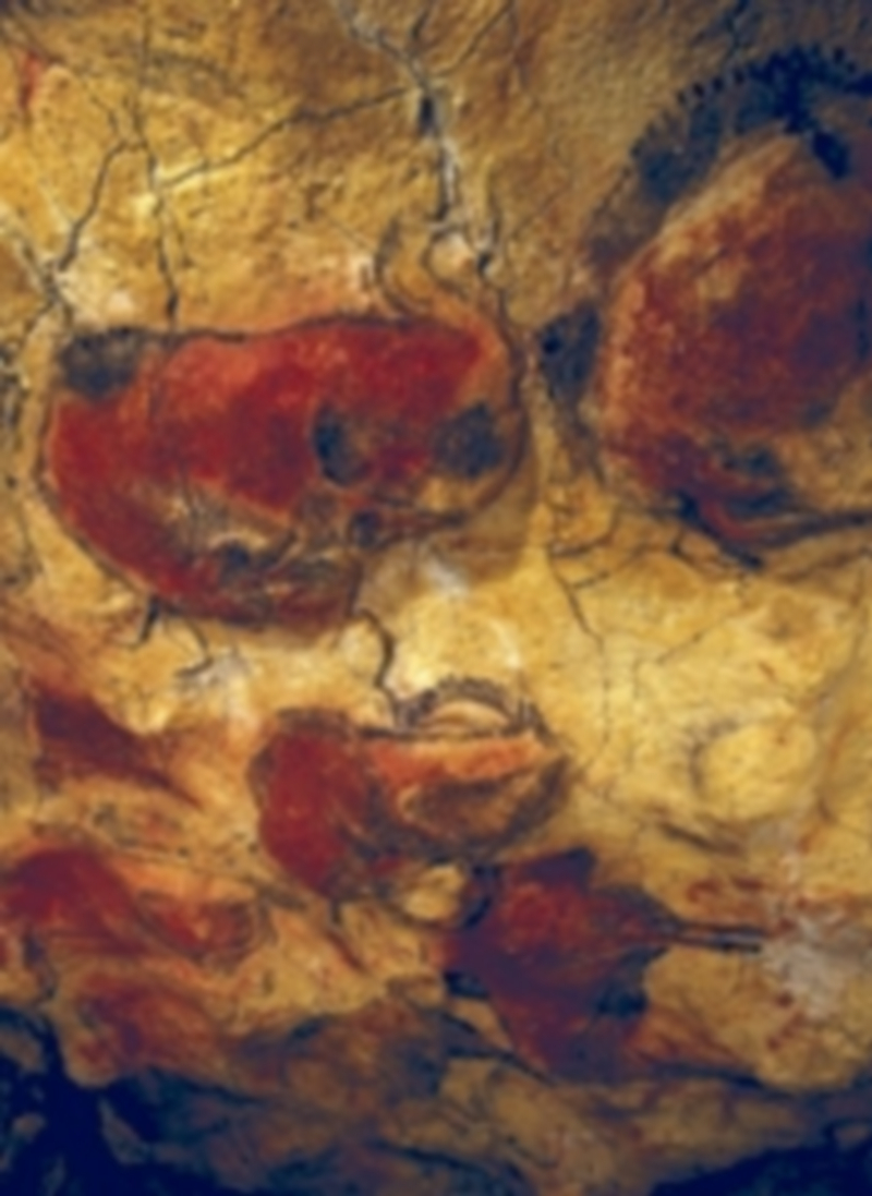 Los bisontes de la galería principal son los más conocidos de las Cuevas de Altamira