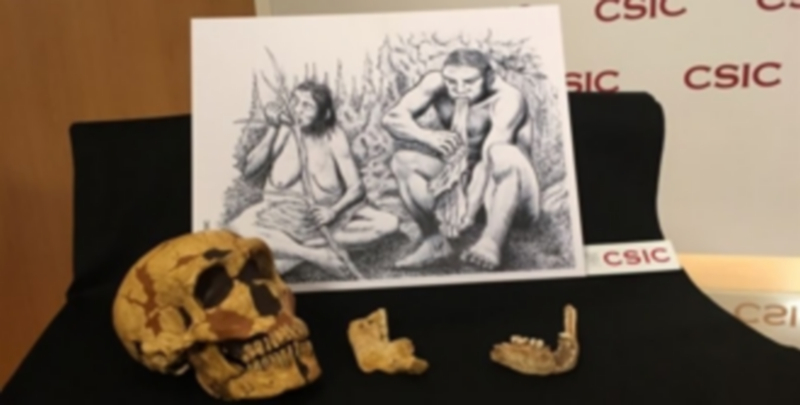 Hasta ahora se creía que la división sexual del trabajo era típica de las sociedades sapiens. / Europa Press