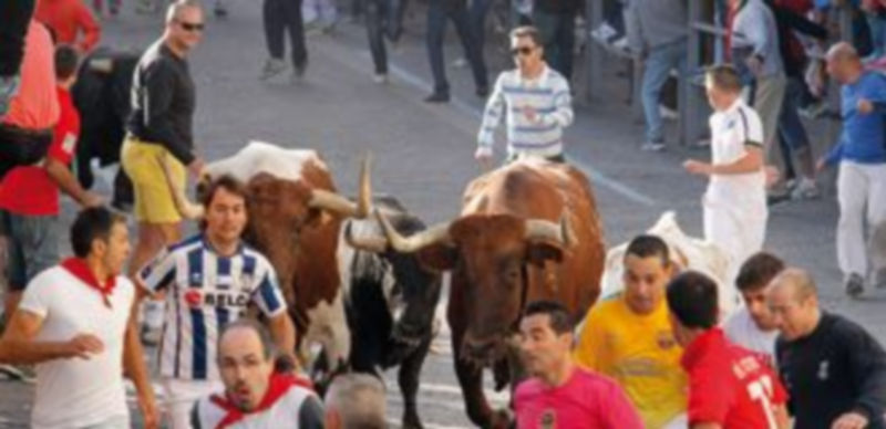 El paso del encierro también proporciona momentos de peligro cuando la manada llega dividida o disgregada. / Gabriel Gómez