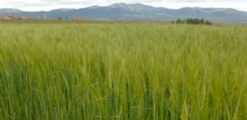 La buena apariencia que mantienen estos días los campos de cereal permiten adivinar una buena coseha para el próximo verano. / Juan Martín