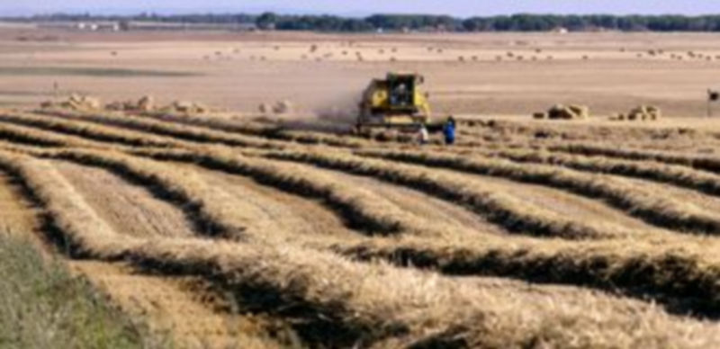 Castilla y León vuelve a convertirse en la principal comunidad autónomo de España productora de cereales de invierno. / ICAL