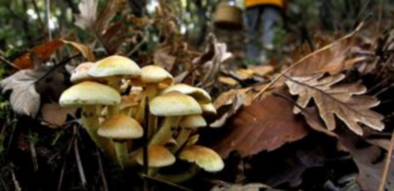 Los aficionados a la recolección de setas ya están preparados para salir al campo y disfrutar de la recogida de estos deliciosos frutos. / Sical