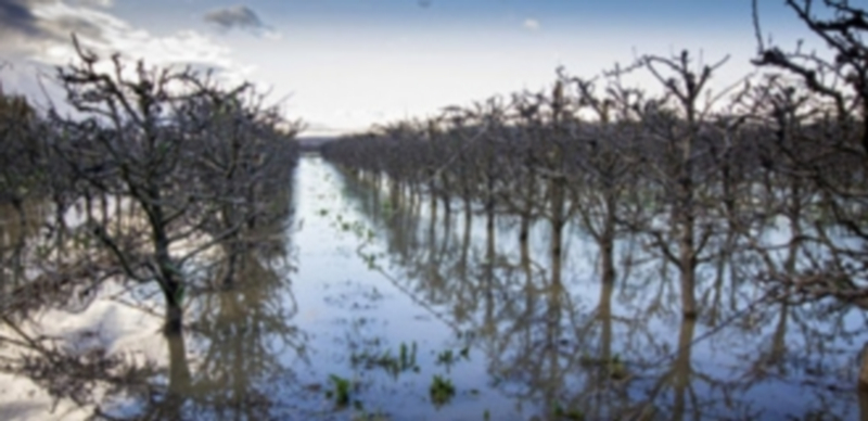 Cosechas afectadas por la crecida del río Ebro en la localidad riojana de Calahorra./ Efe