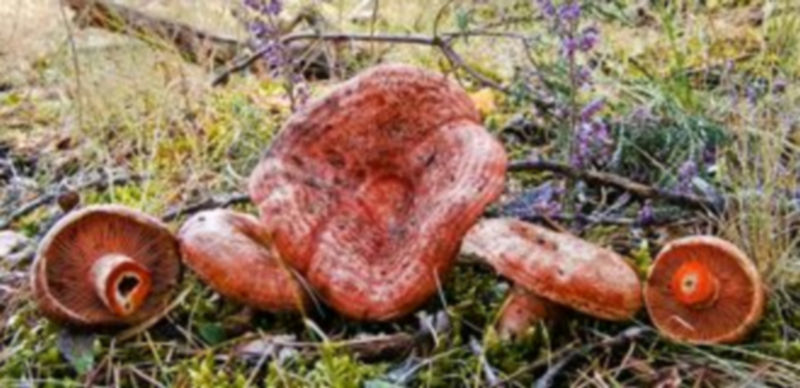 Ejemplares de 'Lactarius deliciosus' que