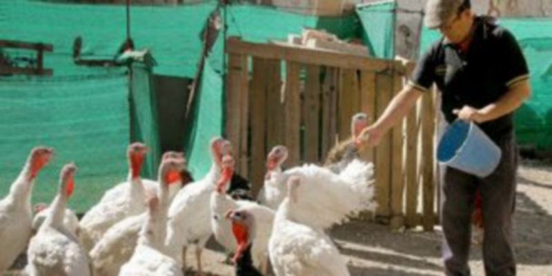 Un hombre alimenta con cereales a un grupo de pavos comunes en un corral de la provincia para su consumo en Navidad. / F.Descalzo