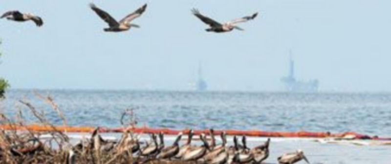 Las consecuencias del vertido se han hecho visibles en las costas y en los animales que las pueblan. / Efe