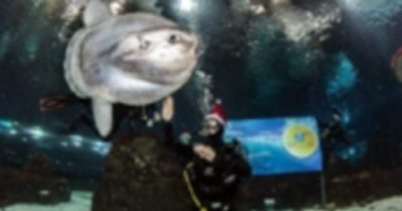 Marc Coma durante el acto benéfico en el que se adentró con tiburones. / E.P.