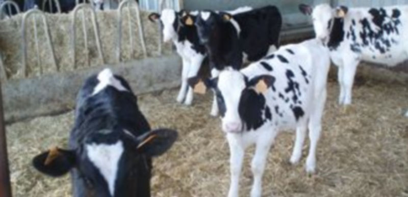 /FLORENTINO DESCALZO