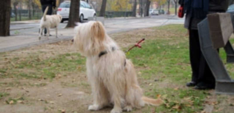 Dos perros pasean con sus dueños en una zona de recreo./ EP