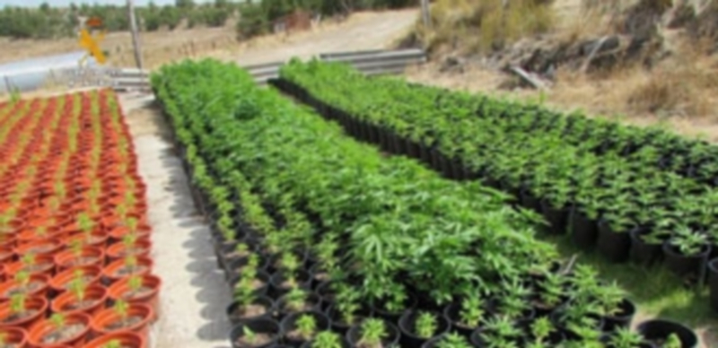 Parte de la plantación de marihuana más grande de Castilla y León. / Europa Press