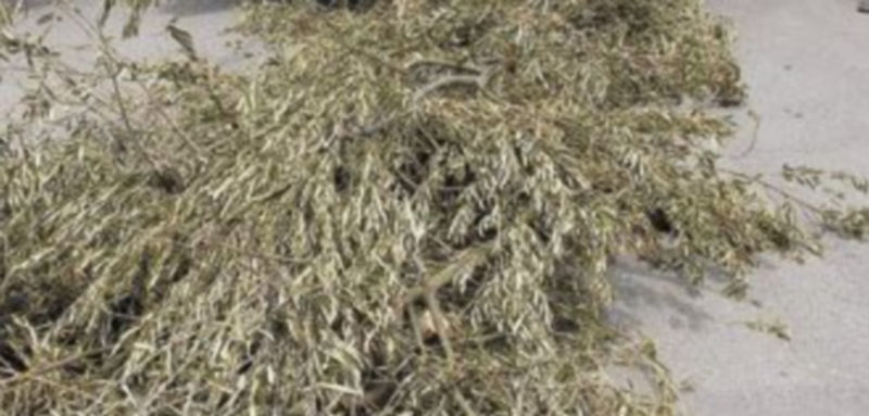 La poda del olivo genera residuos hasta ahora desechados por los agricultores. / EFE