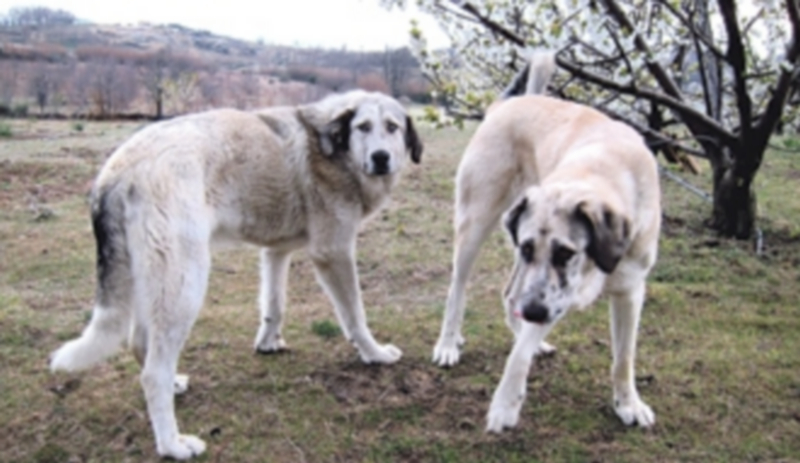 El estudio contempla la evolución de los depredadores de América del Norte a través de fósiles de perros. / Europa Press