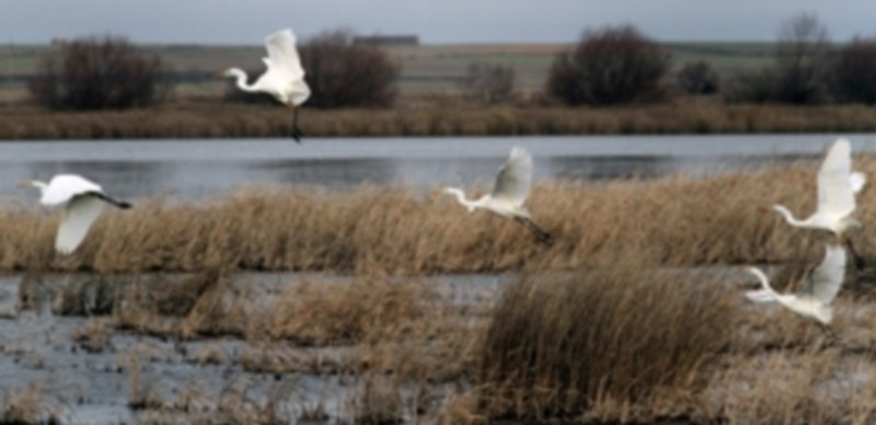 Algunos ejemplares de garcetas comunes. / BRÁGIMO