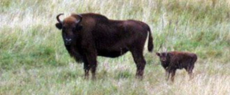 Cipra, contra la despoblación 1 Nace la primera cría de bisonte europeo en la reserva de San Cebrián de Mudá en la montaña palentina