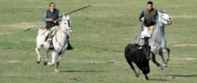 Dos caballistas realizando la demostración de acoso y derribo a una de las reses vacunas en la finca de bravo de El Espinar. / Pedro Luis Merino