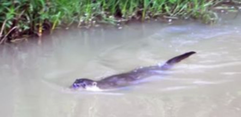 Una de las imágenes tomadas por los voluntarios a una de las nutrias que habitan las aguas del Parque Natural de las Hoces del Riaza. / María Eugenia Martín Alonso