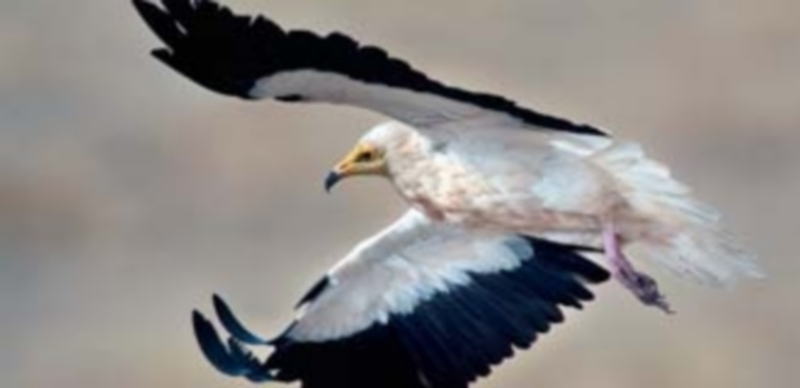 Imagen tomada en Campo de San Pedro de un alimoche