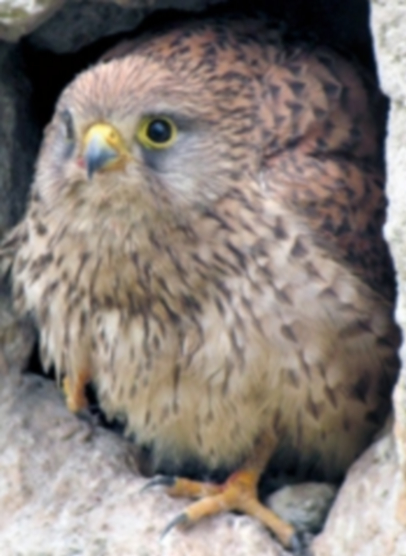 El estudio realizado en Segovia revela la importancia de la variedad en la alimentación del cernícalo común. / Santiago Álvaro