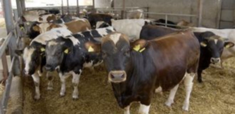 Varios terneros de vacuno