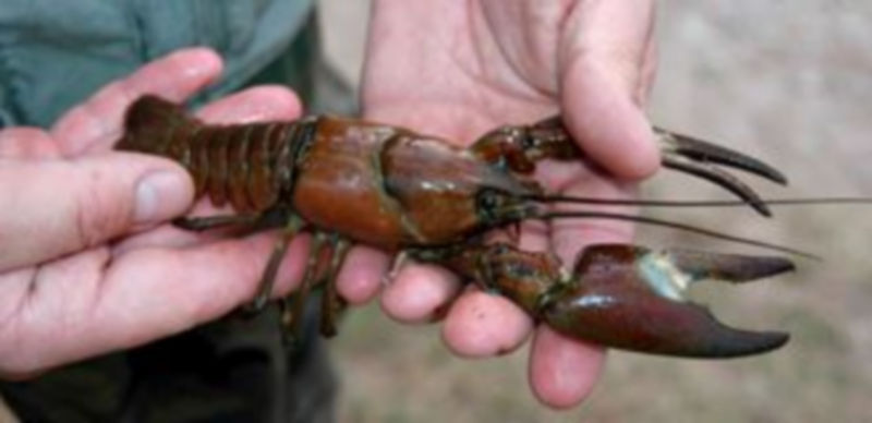 Un pescador sostiene en sus manos un ejemplar capturado en el río Pirón. / Guillermo Herrero