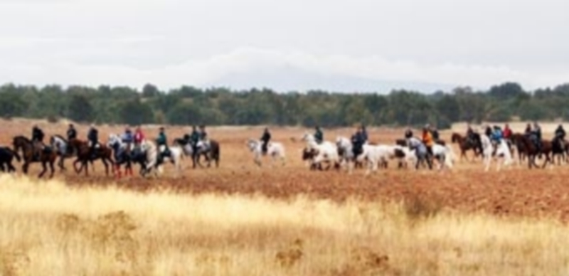 Binomios y bueyes en pleno recorrido del monte durante la trashumancia realizada desde la localidad de Boceguillas hasta Grajera. / A.M.