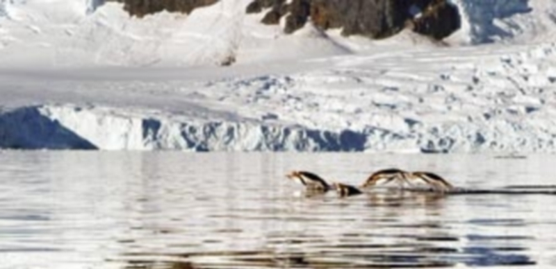 El mensaje de la Antártida 1 Fotograma del documental dirigido y producido por Mario Cuesta. Pingüinos procurándose comida frente al paisaje de hielo de la Antártida.