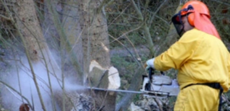 Un profesional talando árboles en la provincia. / Kamarero